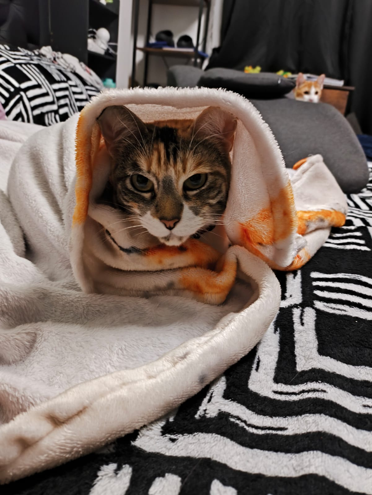 Harrington, la gatita cálico, envuelta en una cobija blanca